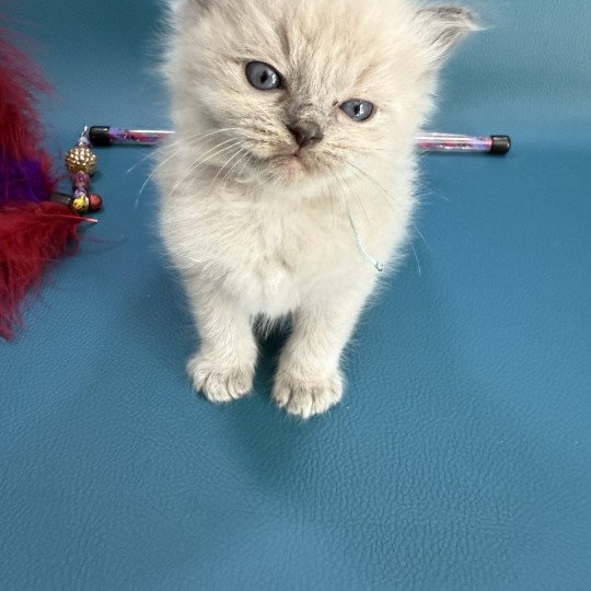 chaton Ragdoll Bleu ciel Les Ragdolls de la Croisette