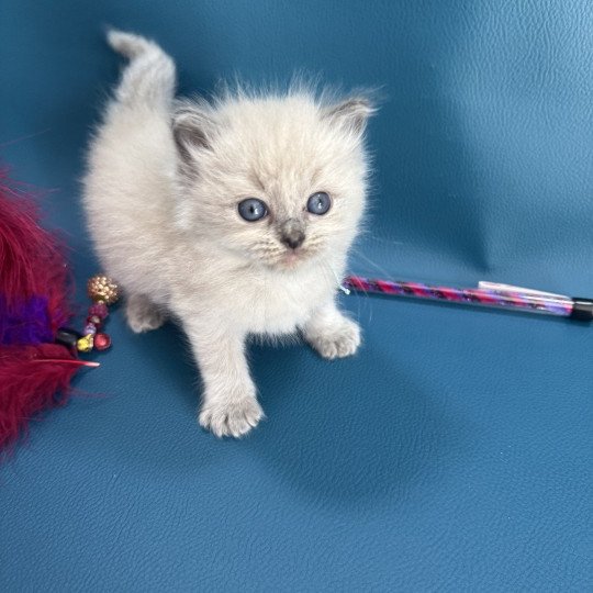 chaton Ragdoll Bleu ciel Les Ragdolls de la Croisette