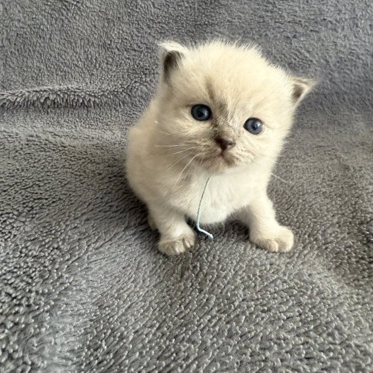 chaton Ragdoll Bleu ciel Les Ragdolls de la Croisette