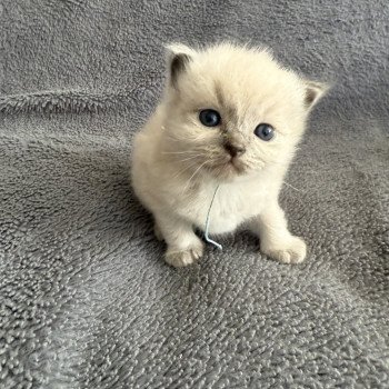 chaton Ragdoll Bleu ciel Les Ragdolls de la Croisette
