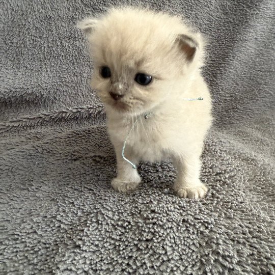 chaton Ragdoll Bleu ciel Les Ragdolls de la Croisette