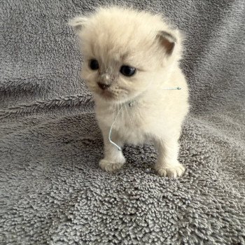 chaton Ragdoll Bleu ciel Les Ragdolls de la Croisette