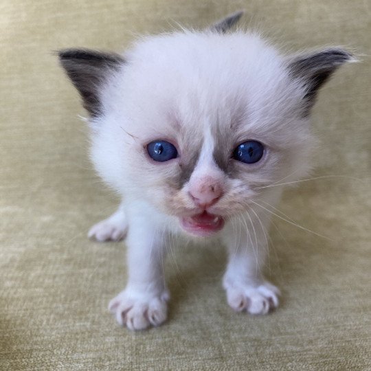 chaton Ragdoll seal point mitted bleu foncé Les Ragdolls de la Croisette