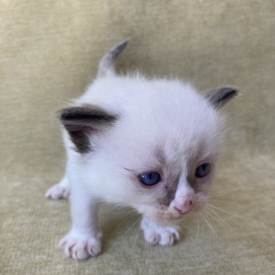 chaton Ragdoll seal point mitted bleu foncé Les Ragdolls de la Croisette