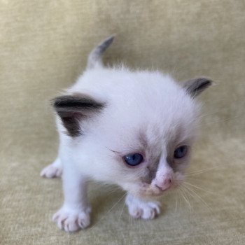 chaton Ragdoll seal point mitted bleu foncé Les Ragdolls de la Croisette