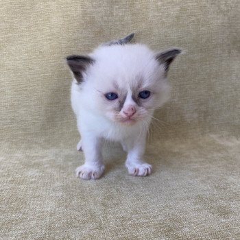 chaton Ragdoll seal point mitted bleu foncé Les Ragdolls de la Croisette