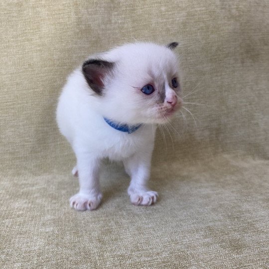 chaton Ragdoll seal point mitted bleu foncé Les Ragdolls de la Croisette