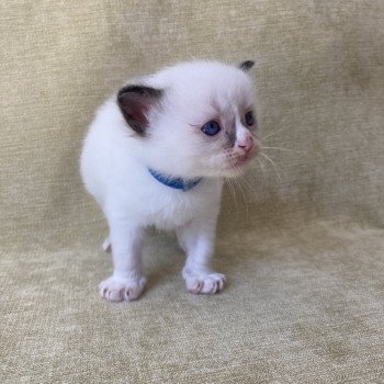 chaton Ragdoll seal point mitted bleu foncé Les Ragdolls de la Croisette chaton Ragdoll seal point mitted bleu foncé Les Ragdolls de la Croisette