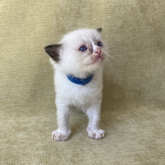 chaton Ragdoll seal point mitted bleu foncé Les Ragdolls de la Croisette