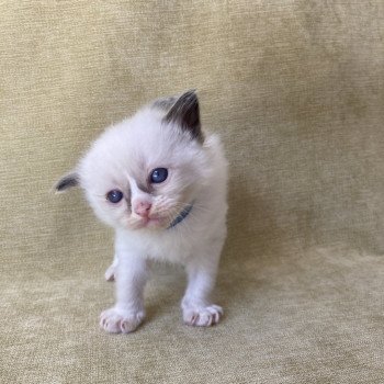 chaton Ragdoll seal point mitted bleu foncé Les Ragdolls de la Croisette