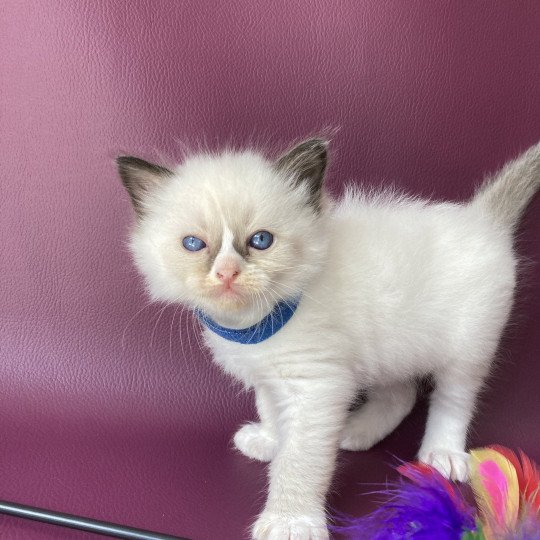 chaton Ragdoll seal point mitted bleu foncé Les Ragdolls de la Croisette