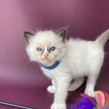 chaton Ragdoll seal point mitted bleu foncé Les Ragdolls de la Croisette