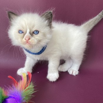 chaton Ragdoll seal point mitted bleu foncé Les Ragdolls de la Croisette