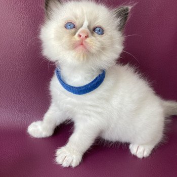 chaton Ragdoll seal point mitted bleu foncé Les Ragdolls de la Croisette