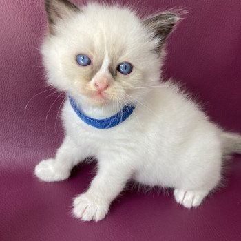 chaton Ragdoll seal point mitted bleu foncé Les Ragdolls de la Croisette