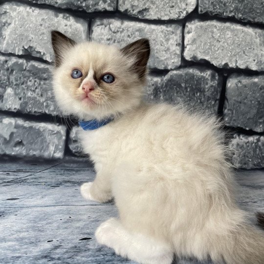 chaton Ragdoll seal point mitted bleu foncé Les Ragdolls de la Croisette