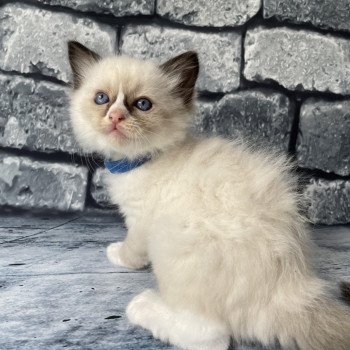 chaton Ragdoll seal point mitted bleu foncé Les Ragdolls de la Croisette