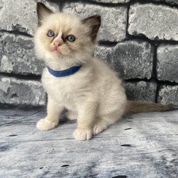 chaton Ragdoll seal point mitted bleu foncé Les Ragdolls de la Croisette