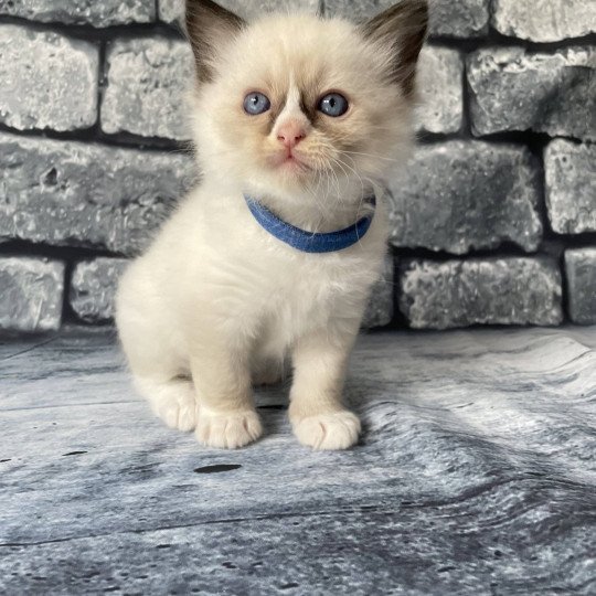 chaton Ragdoll seal point mitted bleu foncé Les Ragdolls de la Croisette