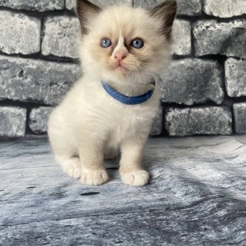 chaton Ragdoll seal point mitted bleu foncé Les Ragdolls de la Croisette