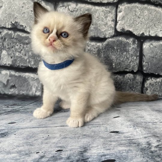 chaton Ragdoll seal point mitted bleu foncé Les Ragdolls de la Croisette