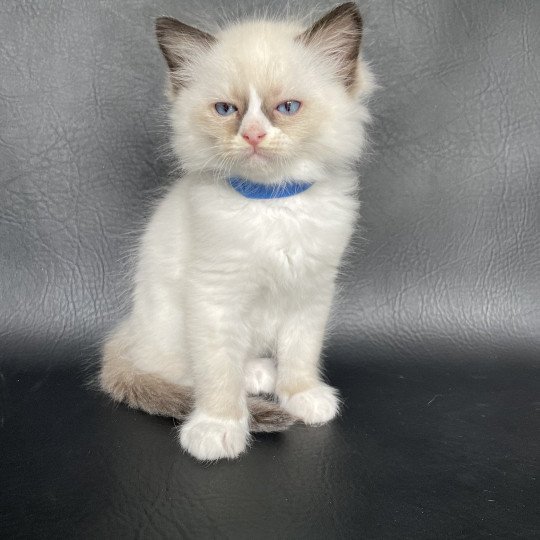 chaton Ragdoll seal point mitted bleu foncé Les Ragdolls de la Croisette