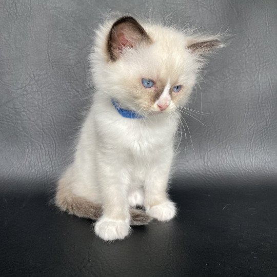 chaton Ragdoll seal point mitted bleu foncé Les Ragdolls de la Croisette