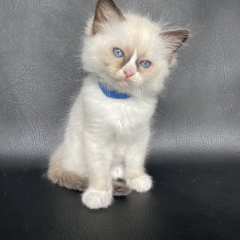 chaton Ragdoll seal point mitted bleu foncé Les Ragdolls de la Croisette