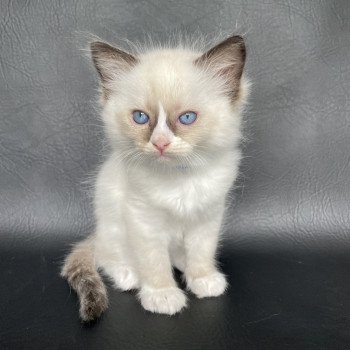 chaton Ragdoll seal point mitted bleu foncé Les Ragdolls de la Croisette