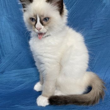 chaton Ragdoll seal point mitted Sir Saphyr Les Ragdolls de la Croisette