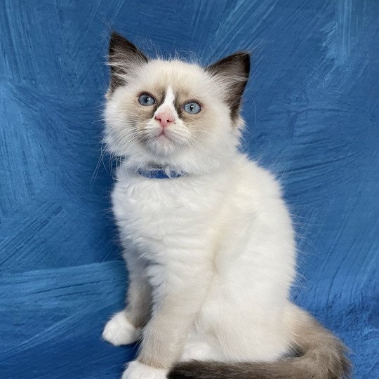 chaton Ragdoll seal point mitted Sir Saphyr Les Ragdolls de la Croisette