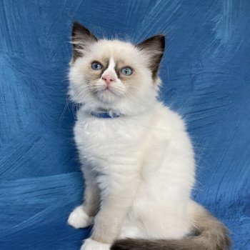 chaton Ragdoll seal point mitted Sir Saphyr Les Ragdolls de la Croisette