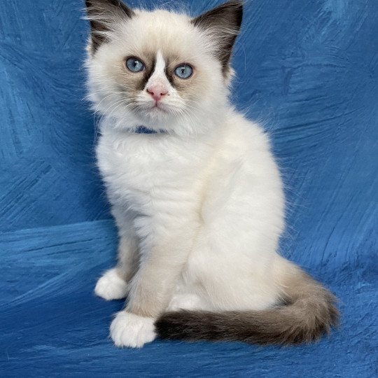 chaton Ragdoll seal point mitted Sir Saphyr Les Ragdolls de la Croisette