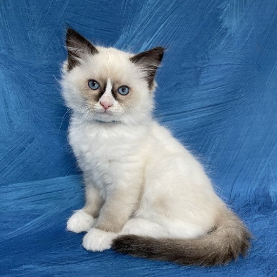 chaton Ragdoll seal point mitted Sir Saphyr Les Ragdolls de la Croisette