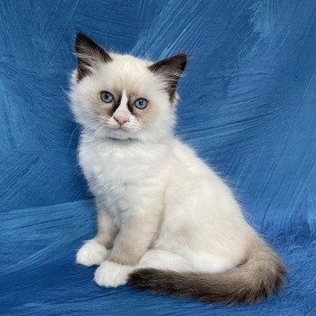 chaton Ragdoll seal point mitted Sir Saphyr Les Ragdolls de la Croisette chaton Ragdoll seal point mitted Sir Saphyr Les Ragdolls de la Croisette