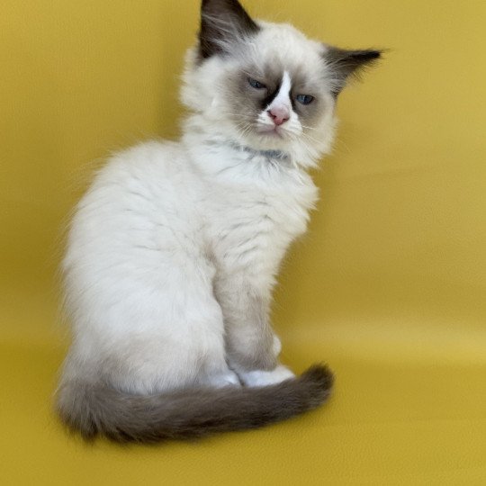 chaton Ragdoll seal point mitted Sir Saphyr Les Ragdolls de la Croisette