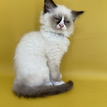 chaton Ragdoll seal point mitted Sir Saphyr Les Ragdolls de la Croisette