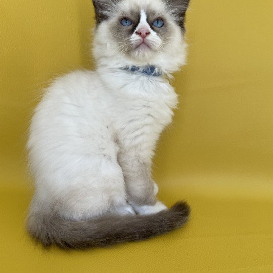 chaton Ragdoll seal point mitted Sir Saphyr Les Ragdolls de la Croisette