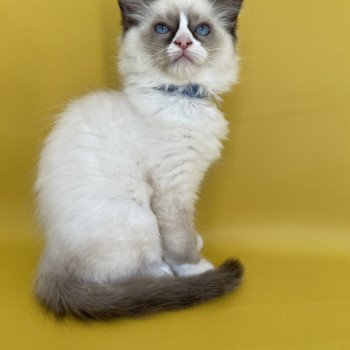 chaton Ragdoll seal point mitted Sir Saphyr Les Ragdolls de la Croisette