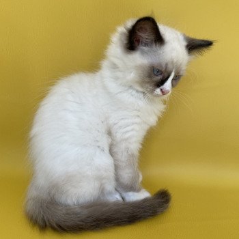 chaton Ragdoll seal point mitted Sir Saphyr Les Ragdolls de la Croisette chaton Ragdoll seal point mitted Sir Saphyr Les Ragdolls de la Croisette