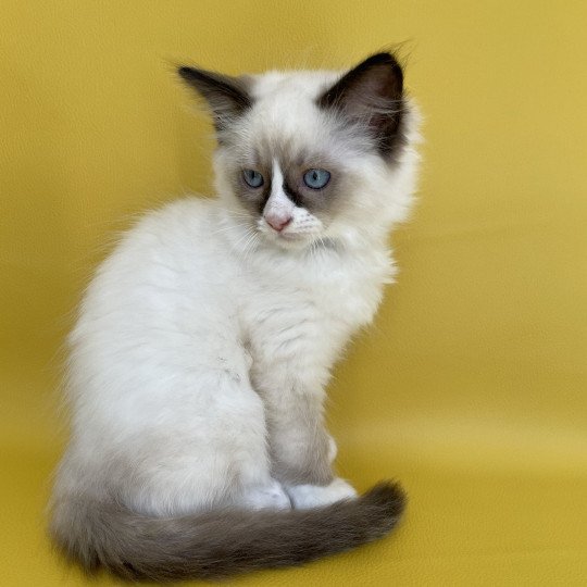 chaton Ragdoll seal point mitted Sir Saphyr Les Ragdolls de la Croisette