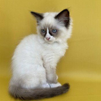 chaton Ragdoll seal point mitted Sir Saphyr Les Ragdolls de la Croisette chaton Ragdoll seal point mitted Sir Saphyr Les Ragdolls de la Croisette