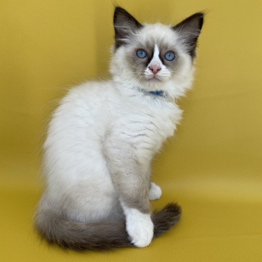 chaton Ragdoll seal point mitted Sir Saphyr Les Ragdolls de la Croisette