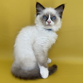 chaton Ragdoll seal point mitted Sir Saphyr Les Ragdolls de la Croisette