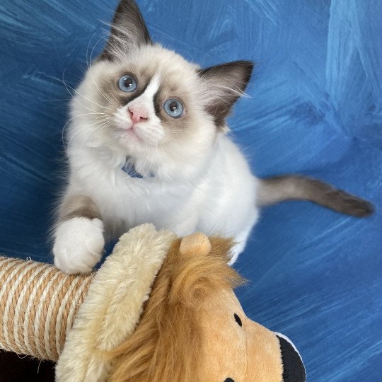 chaton Ragdoll seal point mitted Sir Saphyr Les Ragdolls de la Croisette