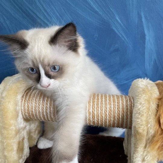 chaton Ragdoll seal point mitted Sir Saphyr Les Ragdolls de la Croisette