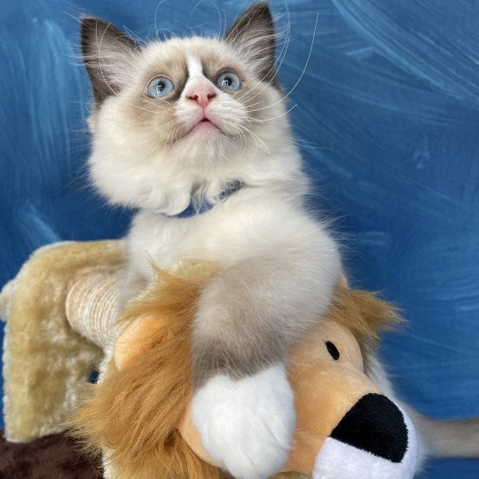 chaton Ragdoll seal point mitted Sir Saphyr Les Ragdolls de la Croisette