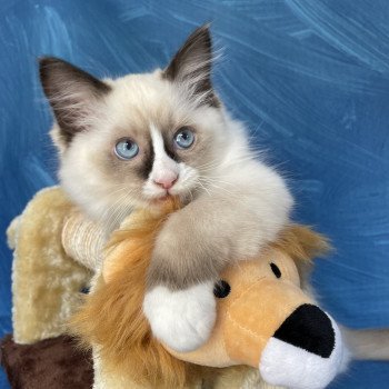 chaton Ragdoll seal point mitted Sir Saphyr Les Ragdolls de la Croisette