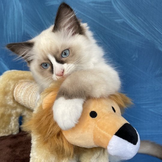 chaton Ragdoll seal point mitted Sir Saphyr Les Ragdolls de la Croisette