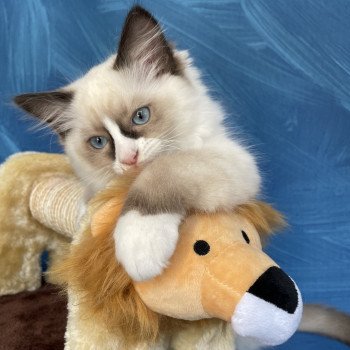 chaton Ragdoll seal point mitted Sir Saphyr Les Ragdolls de la Croisette